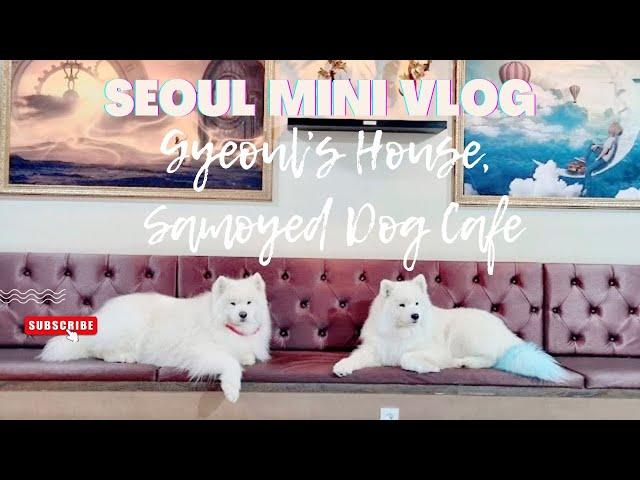 Things to do in Hongdae | Visit Samoyed Dog Cafe in Hongdae!