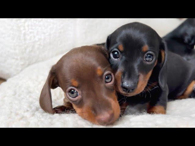 Dachshund puppies 5 weeks old.