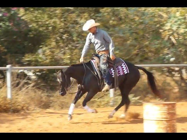 Australian Extreme Cowgirls Virtual Show Round 3- Green Horse - Ashir Kol & Docs Star Benz