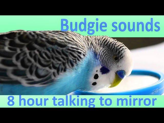 8 Hour Budgie talking with mirror [Sounds]