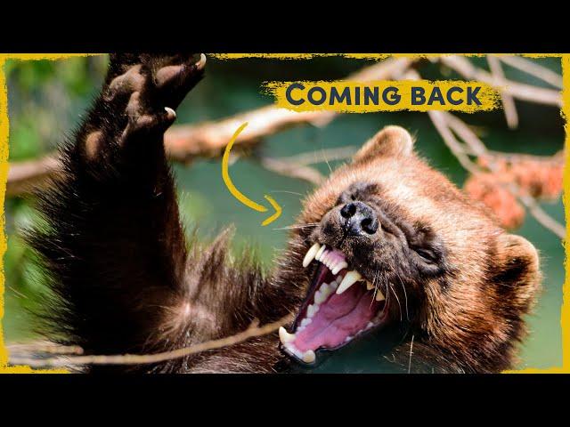 The Return of The Wolverine: Europe’s rarest large predator