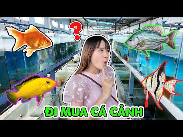 Lạc Vào Trang Trại Cá Cảnh Lớn Nhất Sài Gòn - Vê Vê Channel