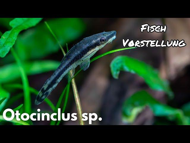 Otocinclus sp. (gestreifter Ohrgitterharnischwels) | Liquid Nature Fisch Vorstellung