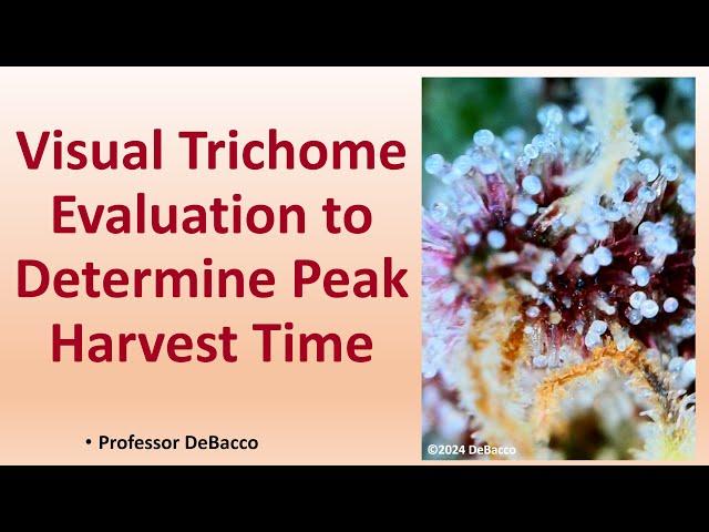 Visual Trichome Evaluation to Determine Peak Harvest Time