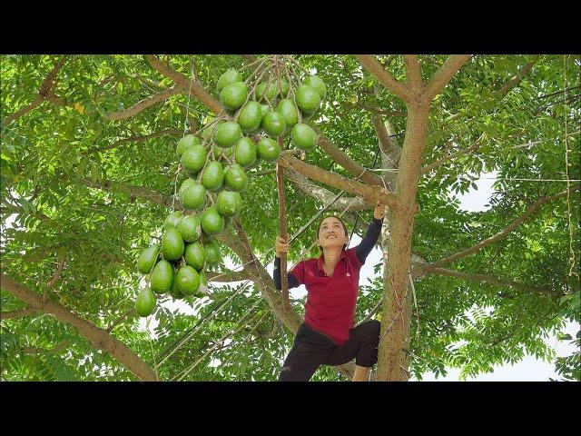 Harvesting Ambarella (hog Plum) Go to the market sell - Lý Thị Hoa