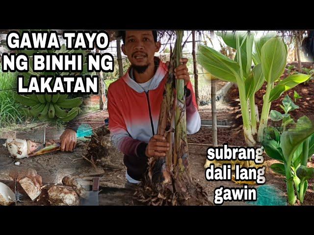 Macro propagation banana lakatan, step by step' tagalog Tutorial& tips/ Gha Agri Tv