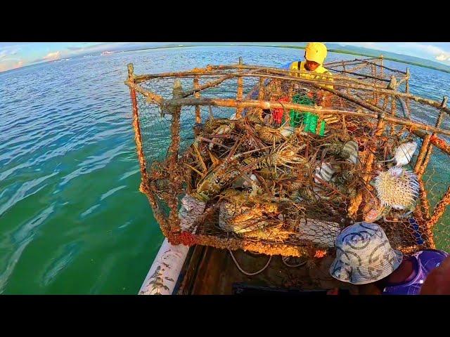 MOST EPIC LOBSTER CATCH, WE HAD TO LEAVE SOME TRAPS UN-HAULED!!!