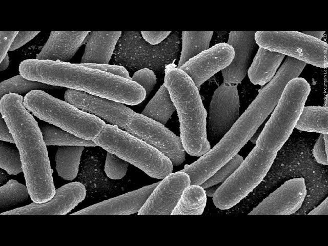 Investigation into E. coli outbreak almost complete, St. Louis County health officials say