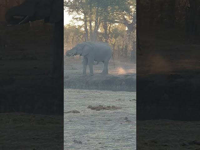 Villagers drilled a borehole for elephants in Zimbabwe Plumtree village