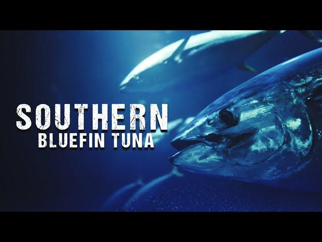 Ikan Tuna Sirip Biru, Primadona dari Selatan Samudra