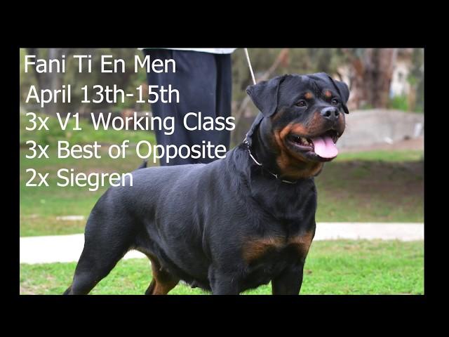 Rottweiler dog show (Von Ruelmann Rottweilers Fani Ti En Men)