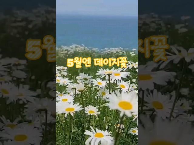 5월에 꼭 가야해!!  | 바다보면서 꽃놀이  | 마음에 들면 구독 #부안여행 #변산여행 #데이지꽃 #샤스타데이지 #5월 #가볼만한곳 #여행지추천