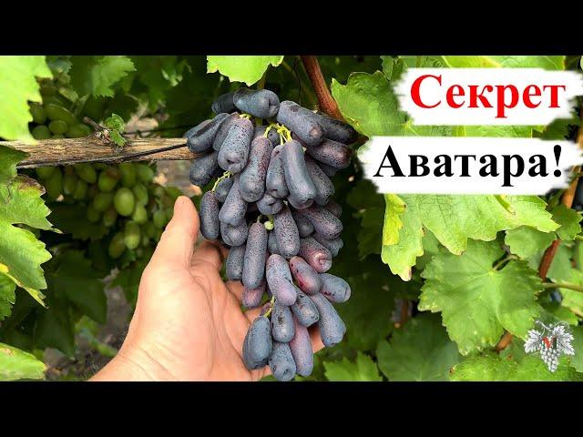 СЕКРЕТ Винограда АВАТАР!