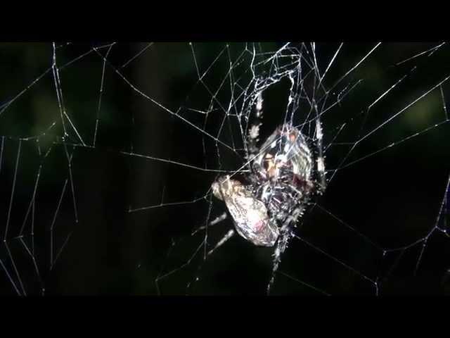 Spider - Orb Weaver