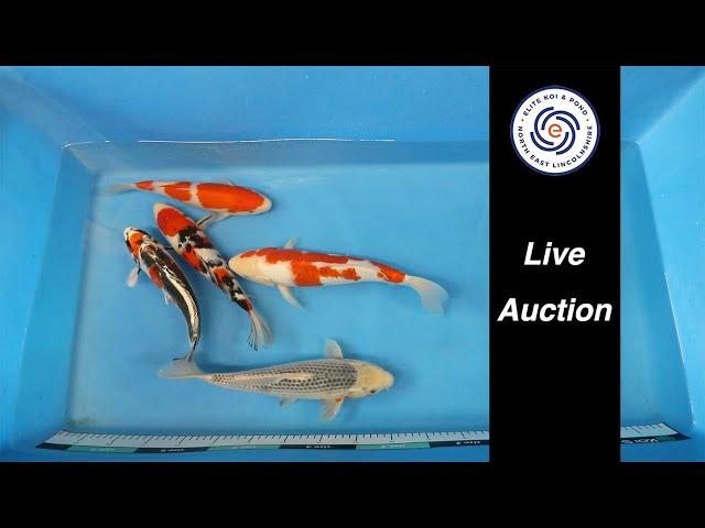 Elite Koi's Japanese Koi Auction Livestream Event Bid on Stunning Varieties from Home!