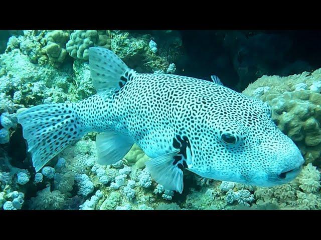 Starry puffer (Arothron stellatus) stellate pufferfish, starry toadfish (4K)