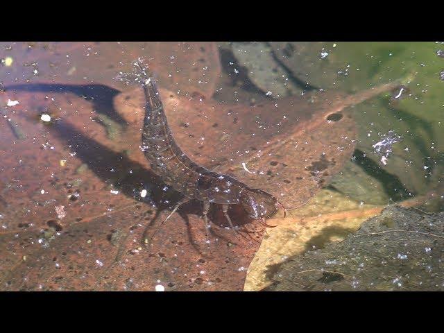 Predaceous Diving Beetle Larvae, Water Snakes, & Many Others