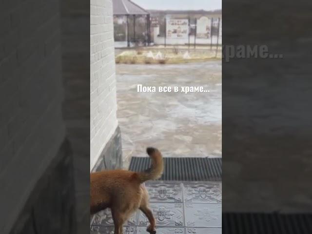 Пока все в храме, кто-то сторожит. Губино. 2022
