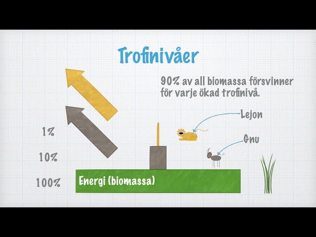 Energiflödet i ekosystemet