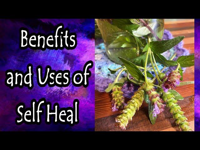 Benefits of Self Heal (Prunella Vulgaris)