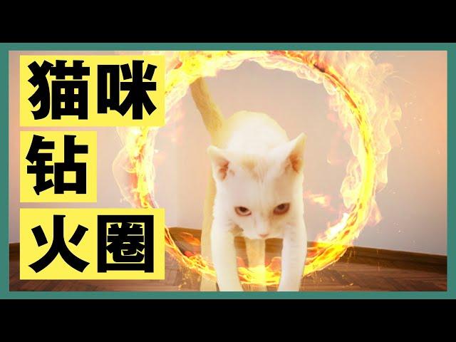 【猫咪训练】五分钟教猫咪钻火圈（不是）