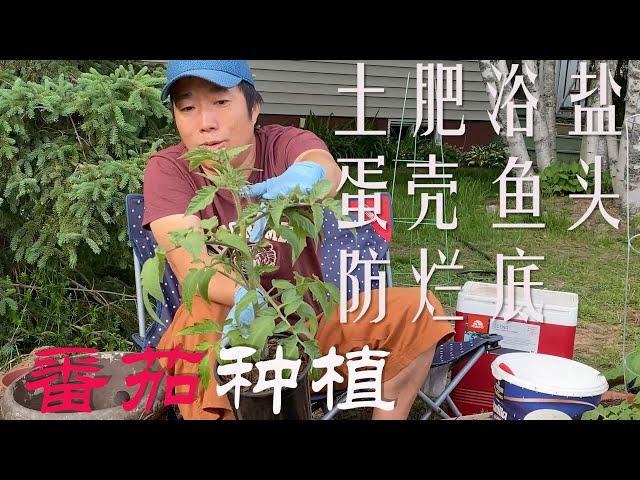 【渔耕笔记】种番茄 | 家庭菜地 如何种番茄西红柿 种植高质高产