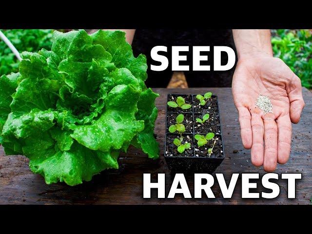 How to Grow Lettuce, Complete Growing Guide