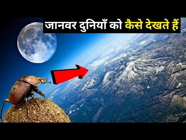 जानवरों को दुनियाँ कैसी दिखाई देती है? | How Animals See The World | Shyam Tomar