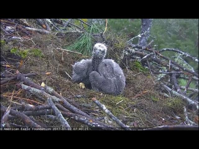 AEF-NEFL Eagle Cam_1.07.2017_ 0740_NE16-NE17 being cute