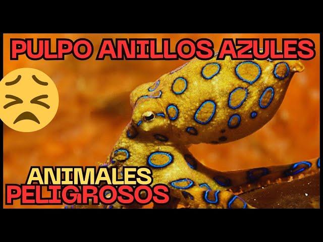 Animales Peligrosos Pulpo Anillos Azules  #peligrodeextincion #noticias #pulpo