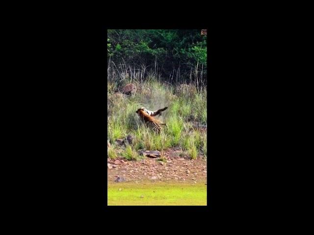 兩只老虎的激烈打鬥The fierce fight between two tigers