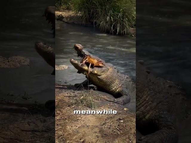 Shark vs. Crocodile: Which Predator Is More Dangerous?