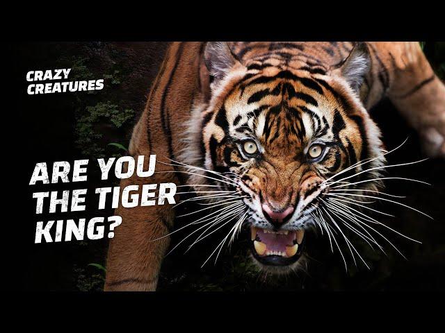 Can You Ace This Tiger Trivia Quiz?