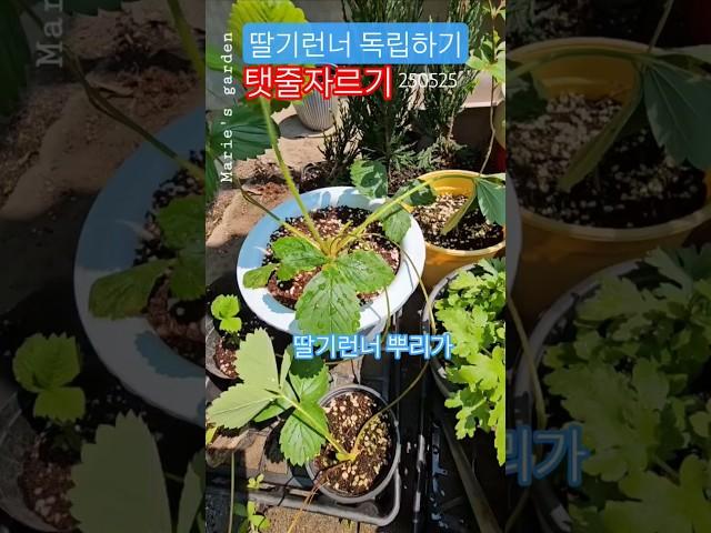 딸기런너 뿌리내리면 탯줄잘라주세요️ #딸기모종 #딸기키우기 #딸기런너