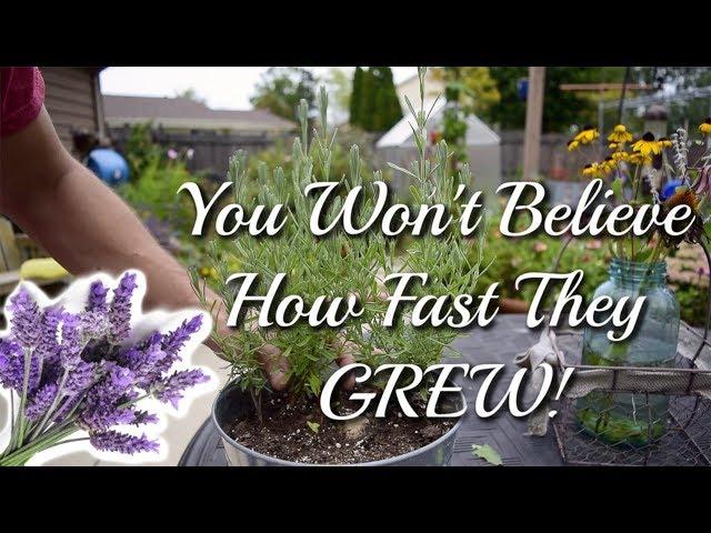 How to grow Lavender Cuttings | THE RESULTS!!