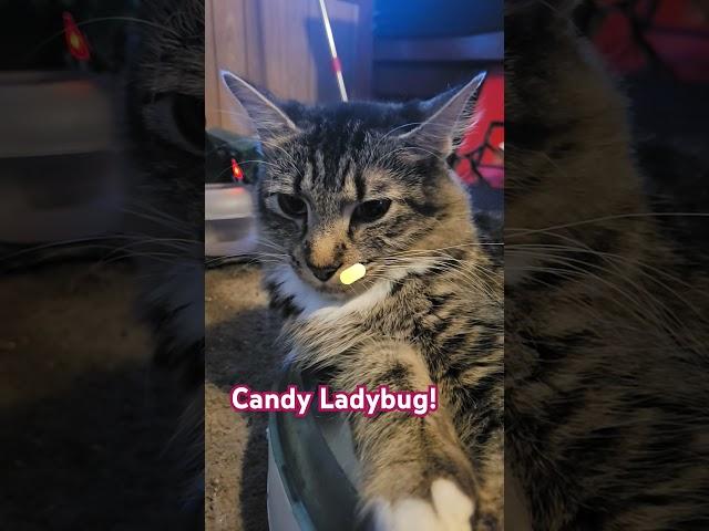 #cats #weird #candy