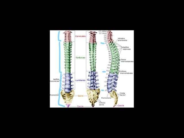 Columna Vertebral o Raquis  generalidades