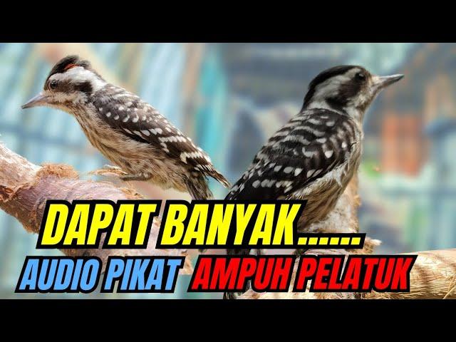 PASTI DAPAT Audio pikat pelatuk terbaik