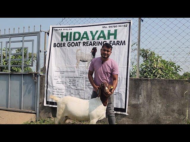 Gujarat Ka Biggest Boer IMP Goat Farm | Hidayah Boer Goat Rearing Farm | Reason To Keep Boer Goats.