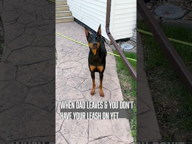 Don't Cry #dog #funny #puppy #doberman #dobermanpinschers #dobermanpuppy #dogsfunny