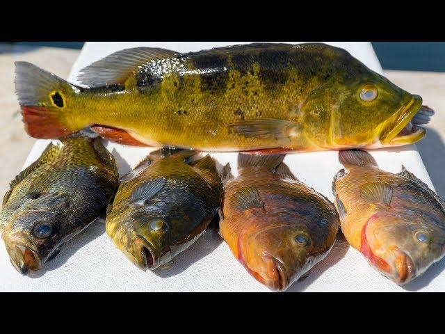 INVASIVE Multispecies Catch Clean Cook! Mayan Cichlid, Peacock Bass, Oscar