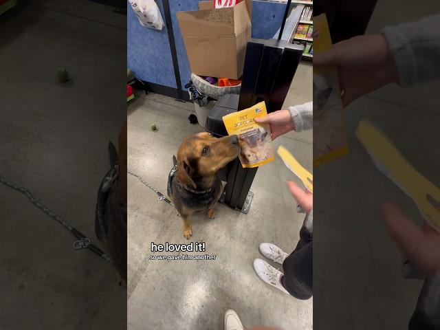 he DROPPED his ball for Pet Popcorn! #petpopcorn #treat #chicken #dog