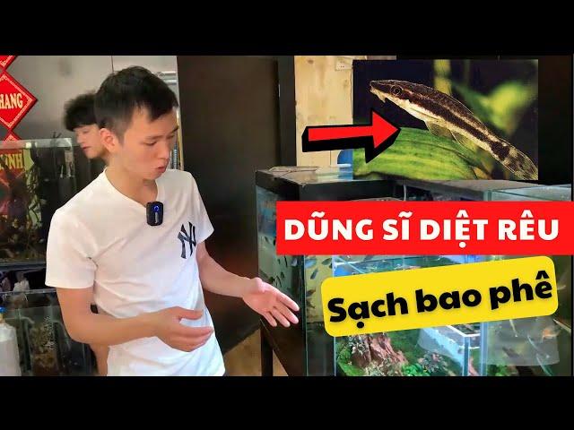 "DŨNG SĨ" diệt rêu của bể cá thủy sinh | Nguyễn Du aqua