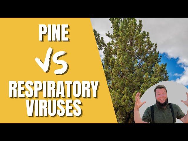 Pine Needle vs Respiratory Bugs - Quick Herbal Overview