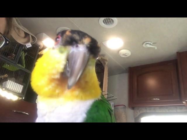 Kumquat - The Black Capped Caique