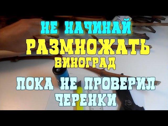 НЕ НАЧИНАЙ РАЗМНОЖАТЬ ПОКА НЕ ПРОВЕРИЛ ЧЕРЕНОК