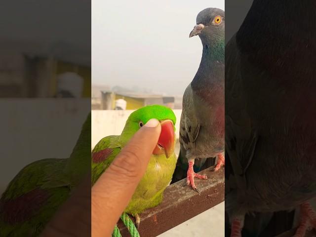 Parrot and pigeon morning waking today, #mojo #parrot #pigeon