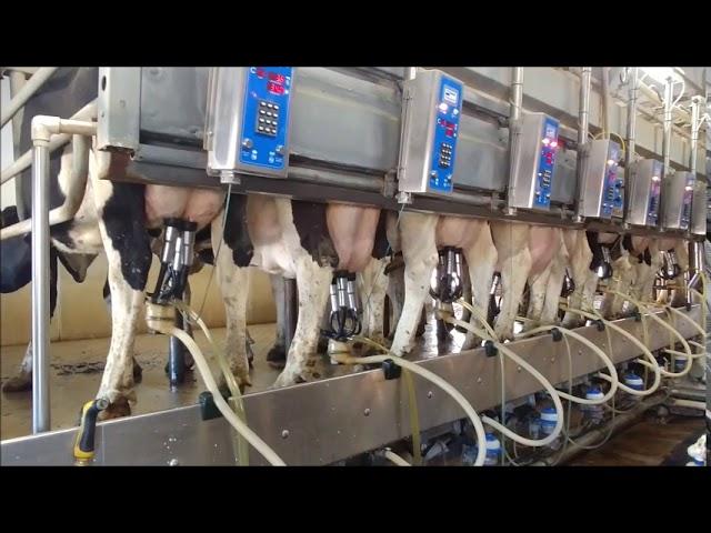 Milking Process In A Parallel Parlor - Level Acres Dairy