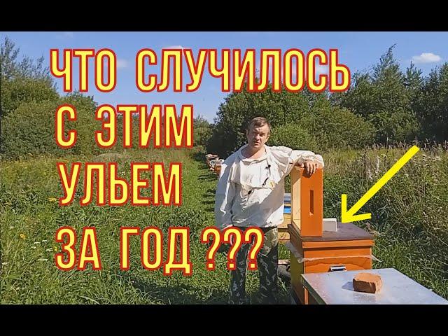 Что случилось с этим ульем за год. Обзор улья из массива спустя год после эксплуатации.