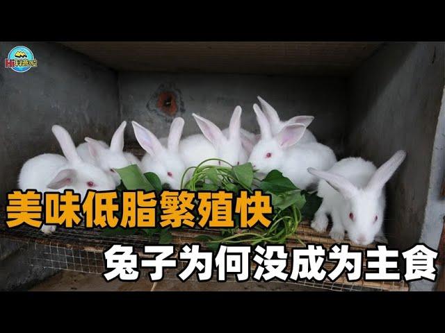 Rabbit reproductive capacity amazing  low fat rate  why not become a human staple food?
